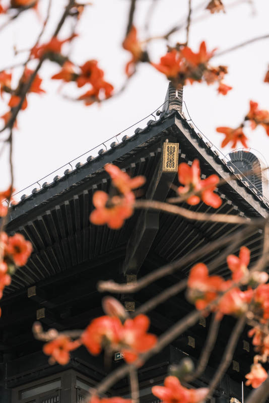 古剎春花