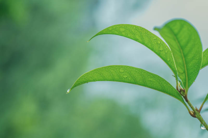 雨后绿叶