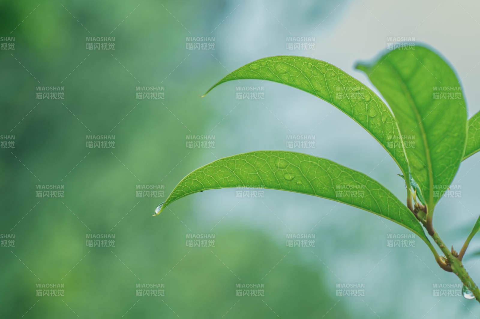 雨后綠葉