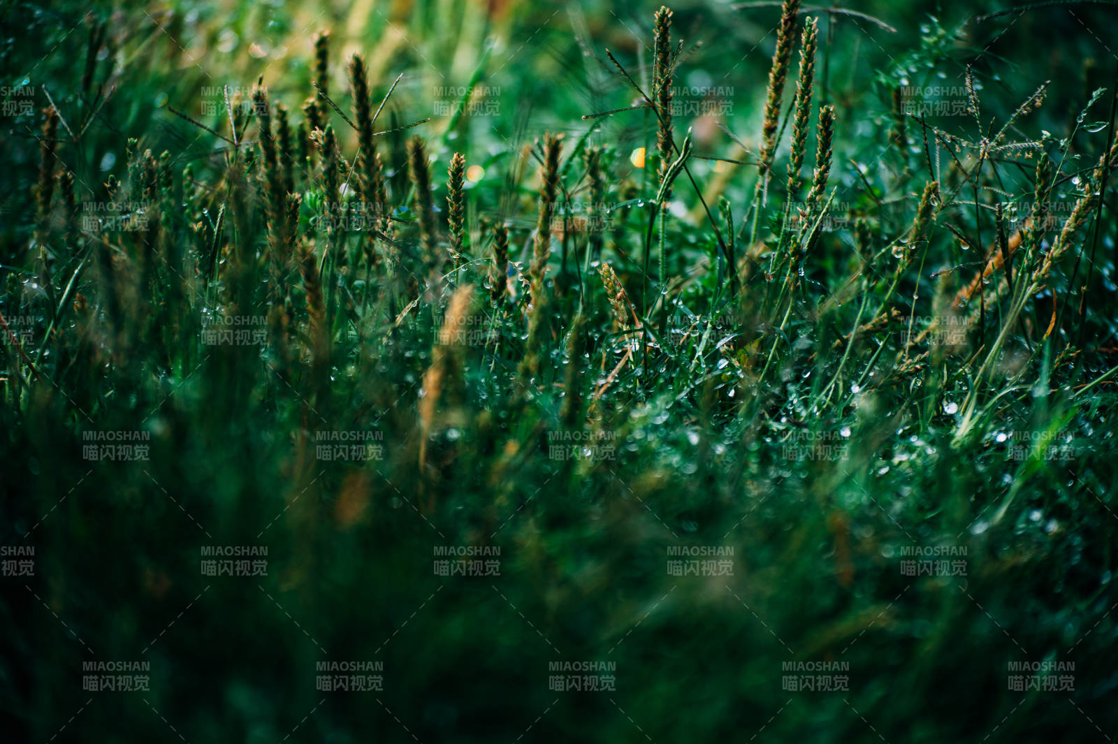 晨露中的草地