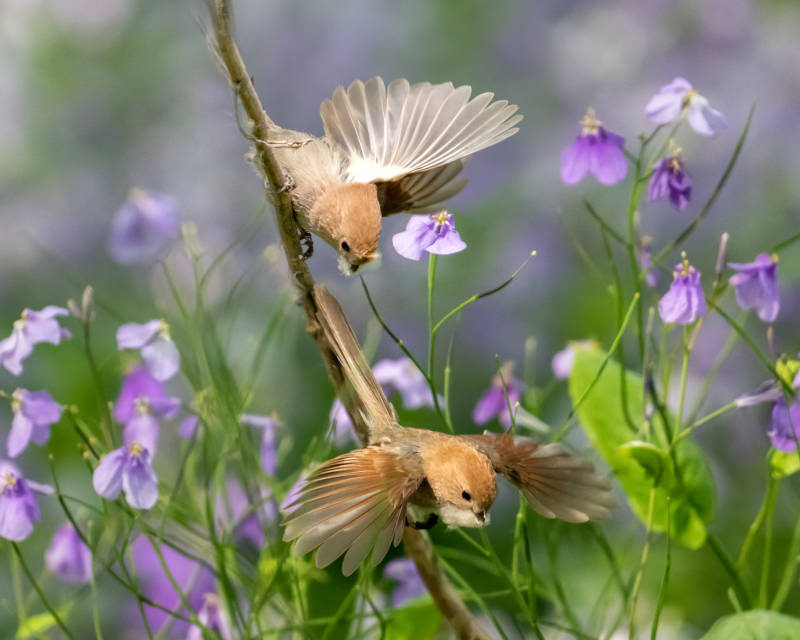 鳥兒花間舞