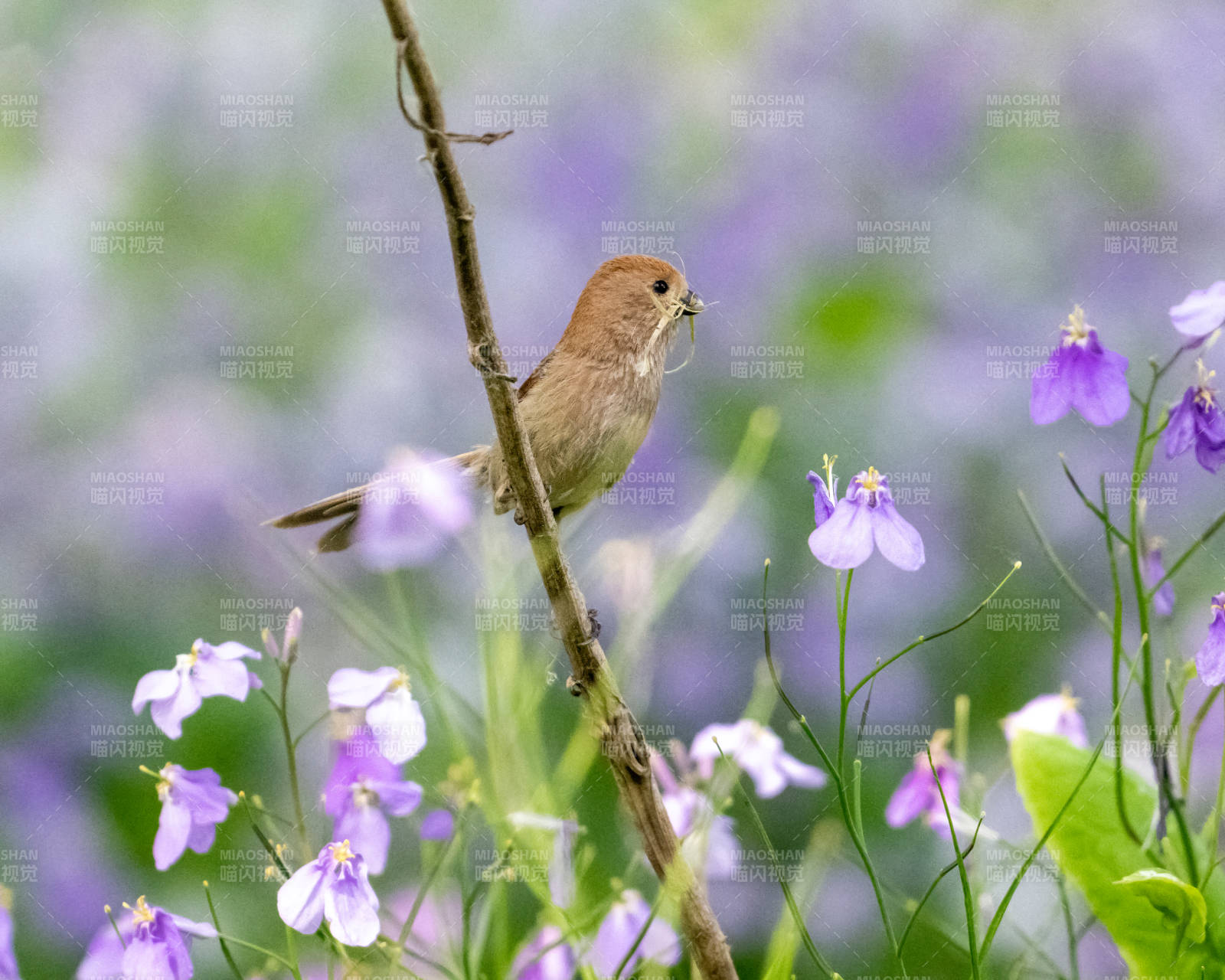 鳥兒與紫色花海