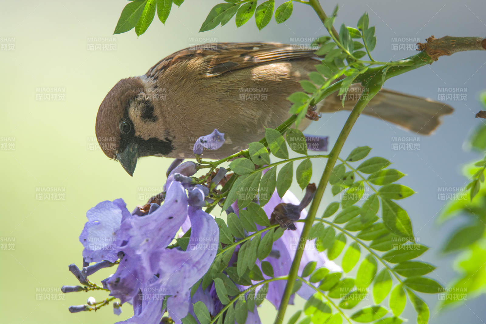 鳥兒與藍花楹