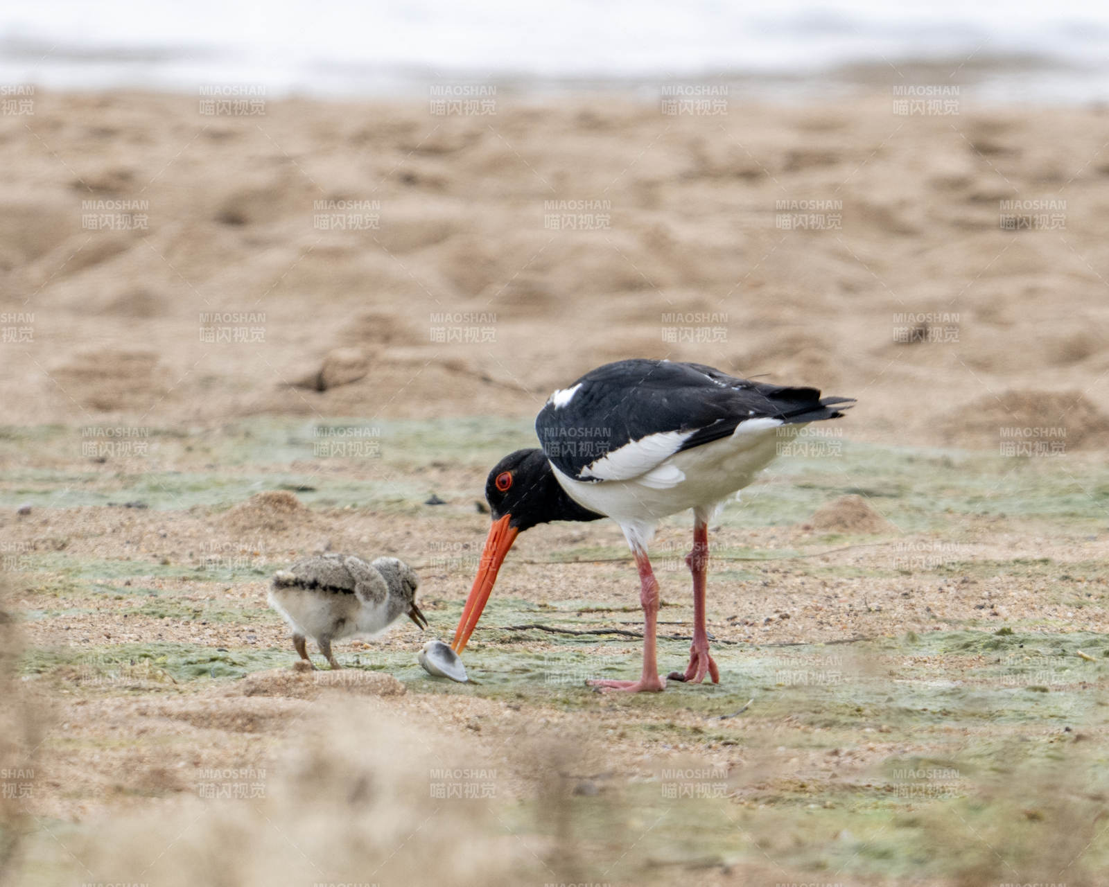 鳥兒與幼雛共享美食