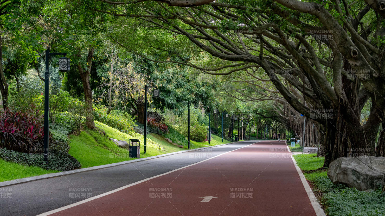 林蔭道上的晨跑路