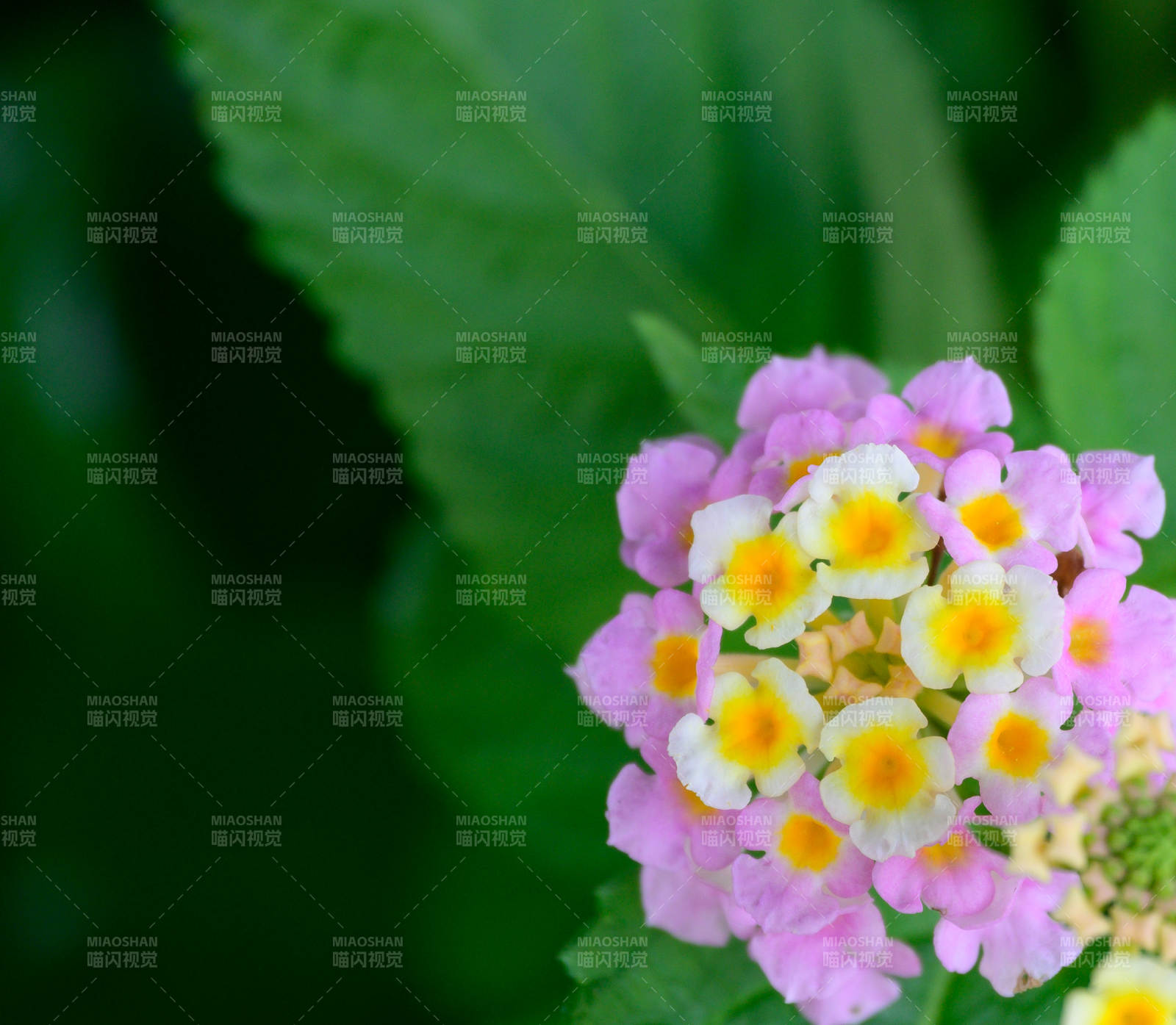 馬纓丹花朵綻放