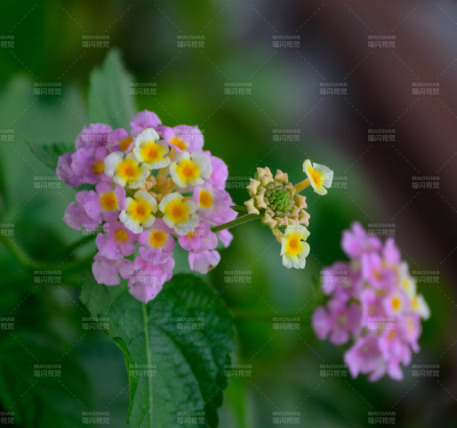 馬纓丹花朵綻放