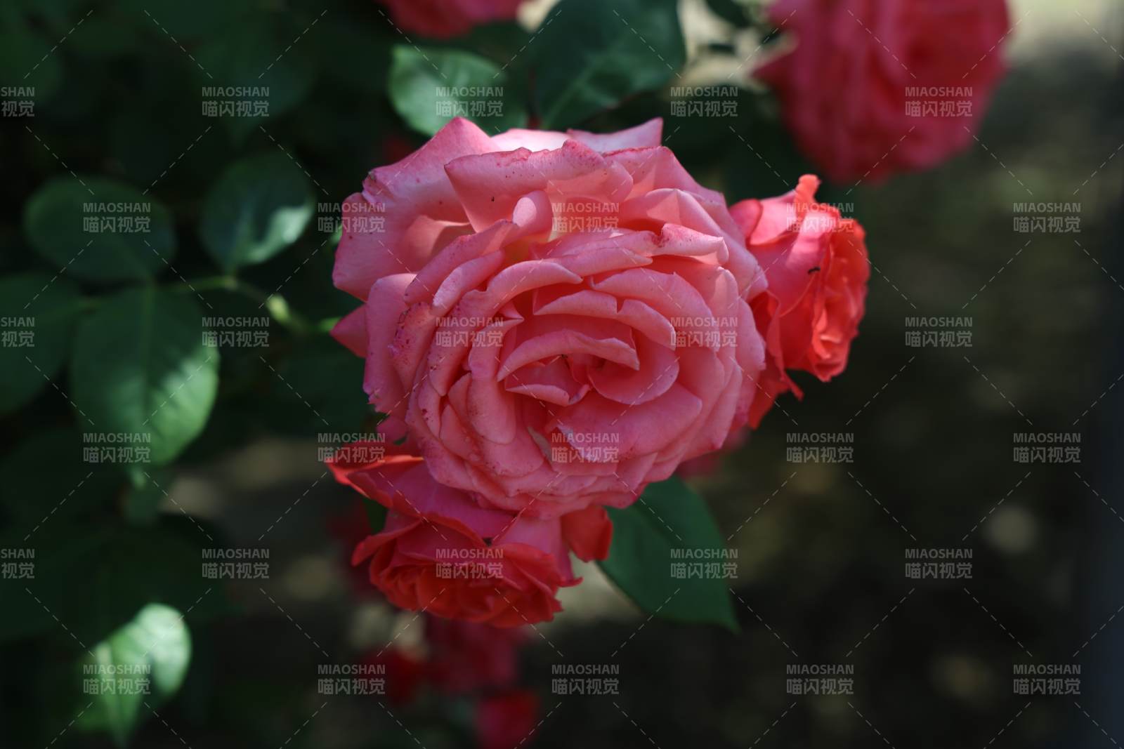 粉色月季花