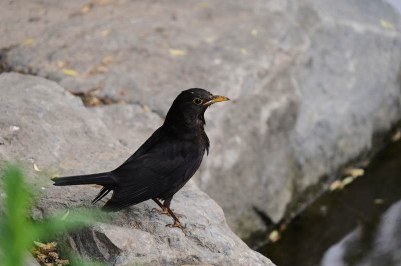 黑鳥棲息于巖石旁