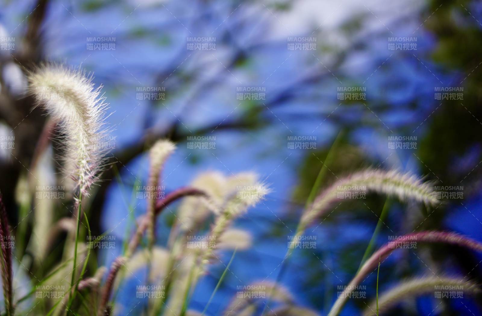 草花藍天