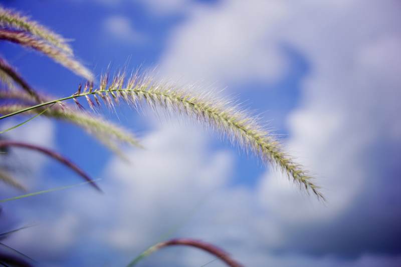草尖上的天空