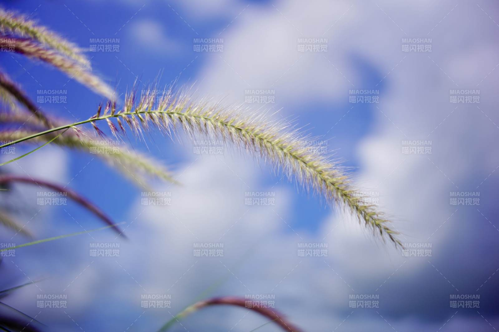 草尖上的天空