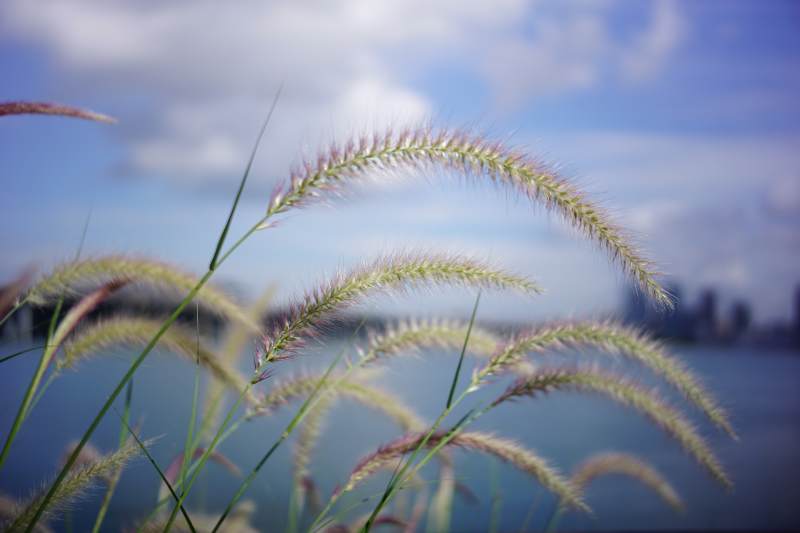 草尖上的城市風(fēng)景
