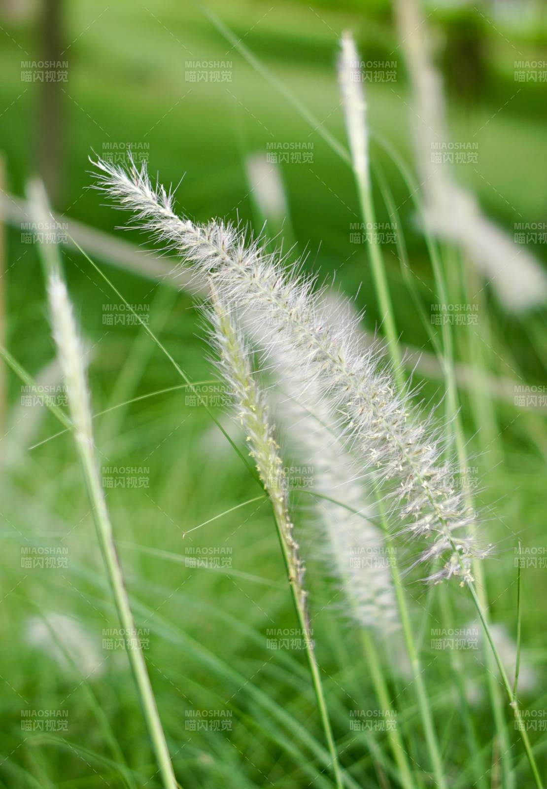 草叢中的白色花穗