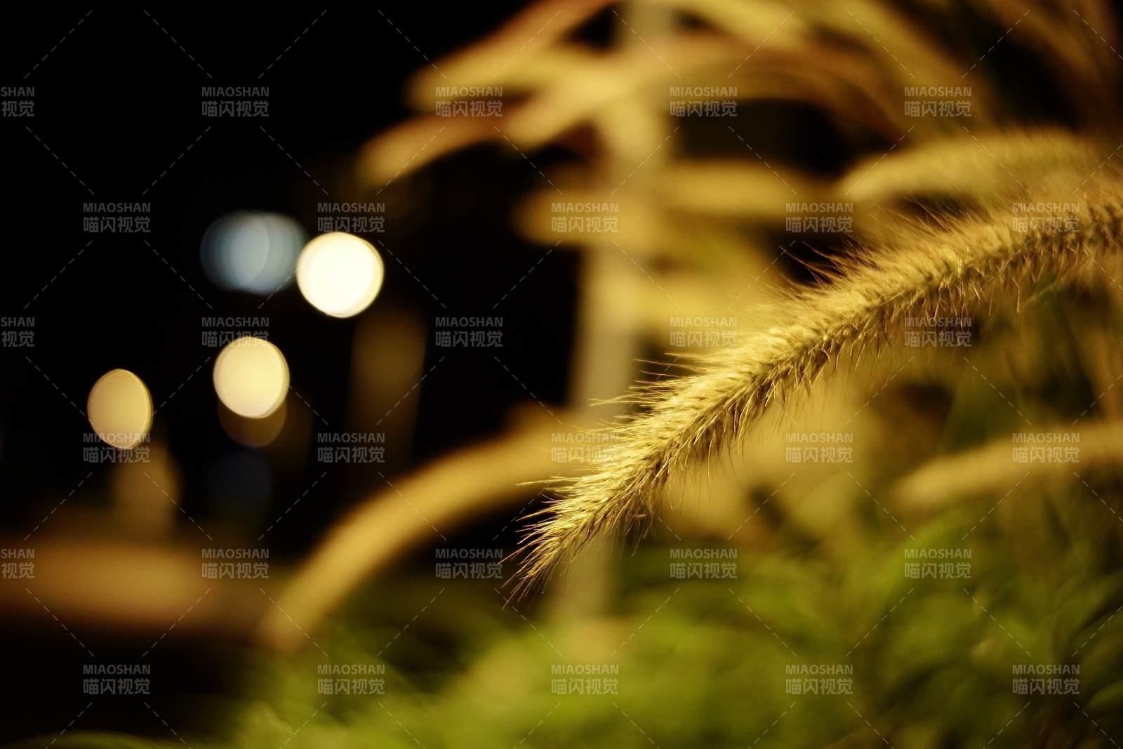 夜色中的狼尾草