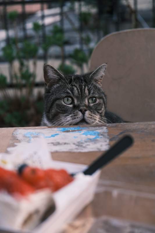 猫咪探头桌边