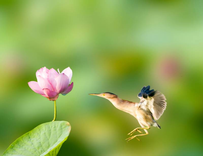 鳥兒與蓮花