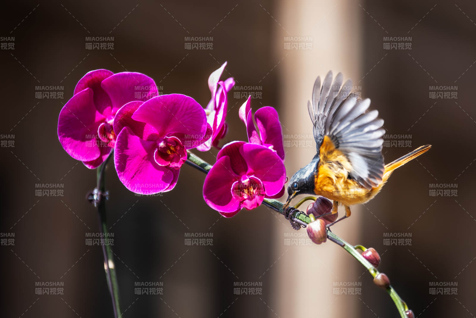 鳥兒與蘭花的美麗邂逅