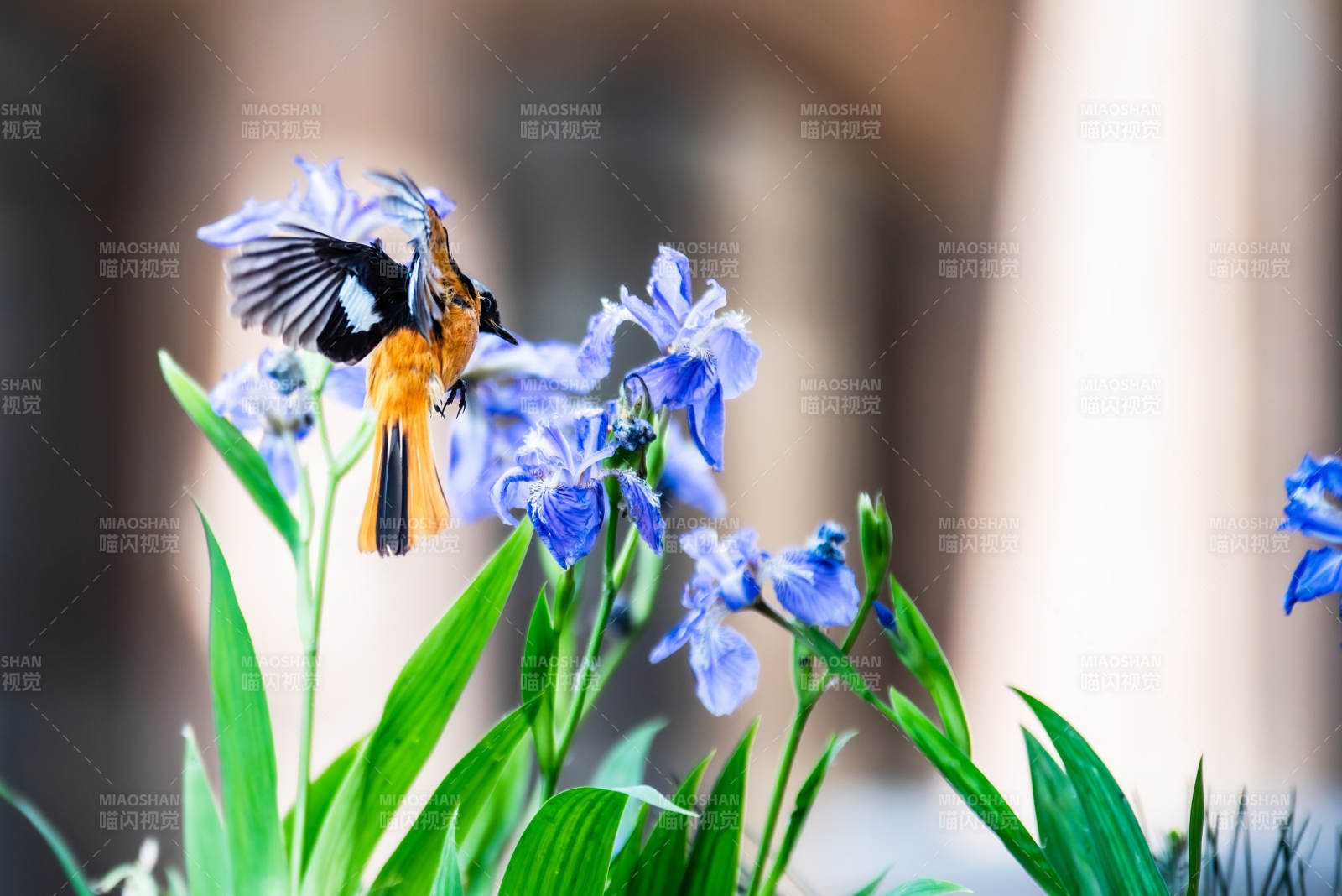 鳥兒與藍花共舞