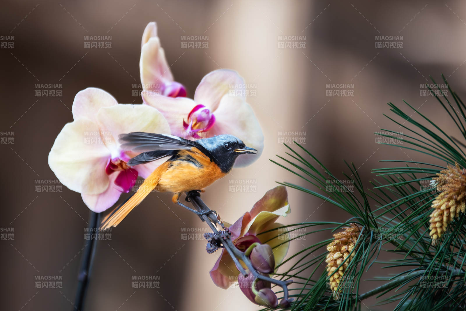 鳥兒與蘭花