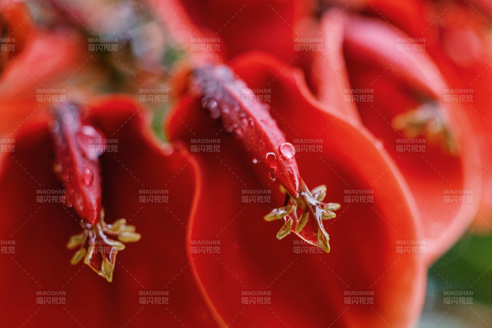 紅花蕊上的露珠