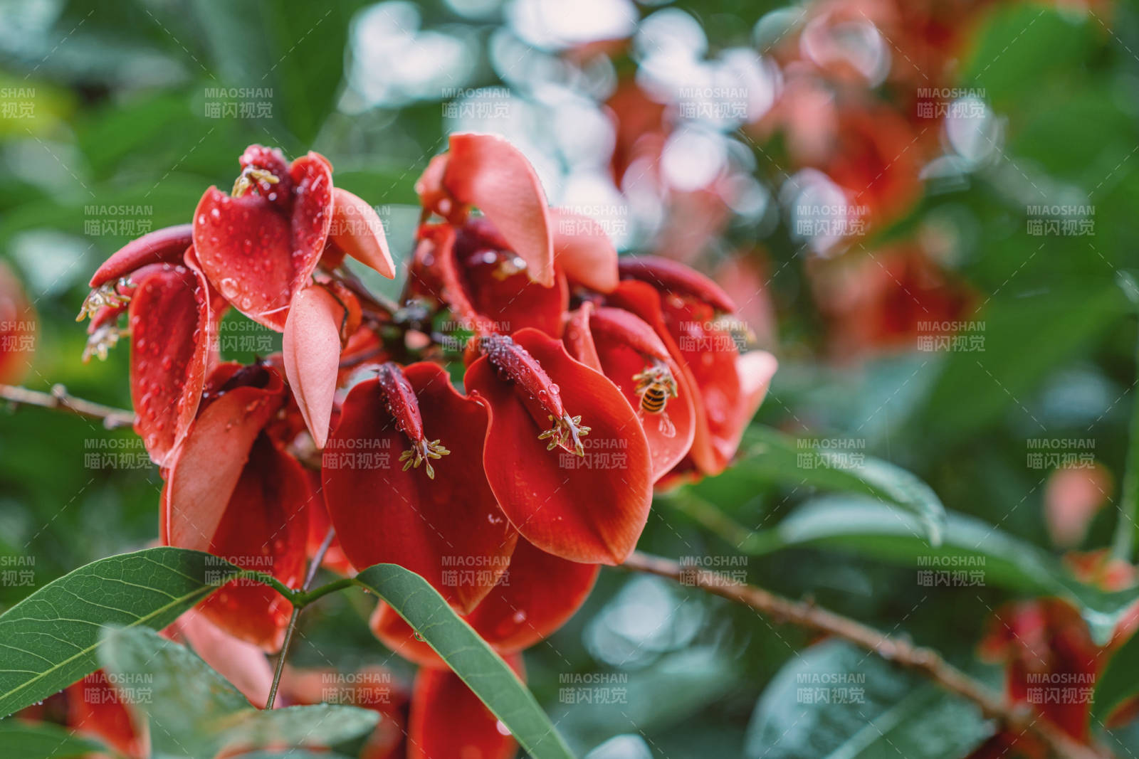 紅花盛開 綠葉相伴
