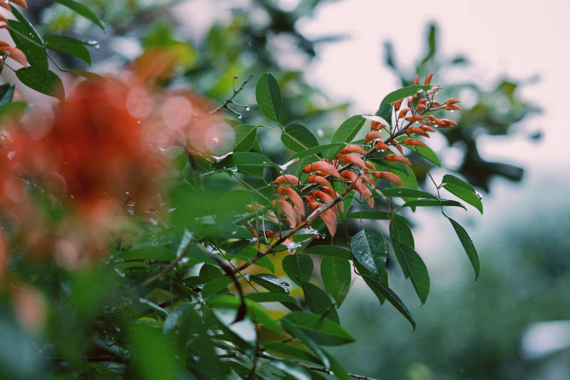 雨后红花