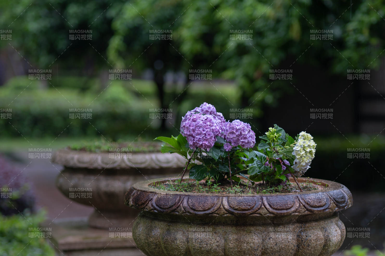 花盆中的紫色繡球花