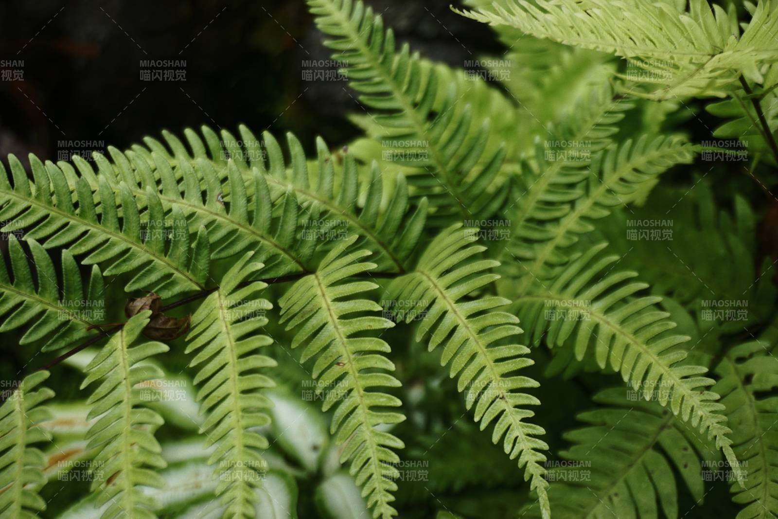 熱帶雨林中的蕨類植物