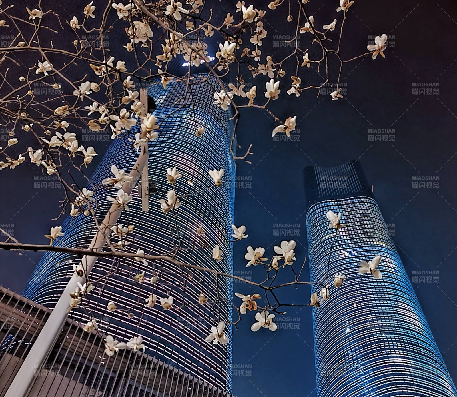 夜幕下的高樓大廈與玉蘭花