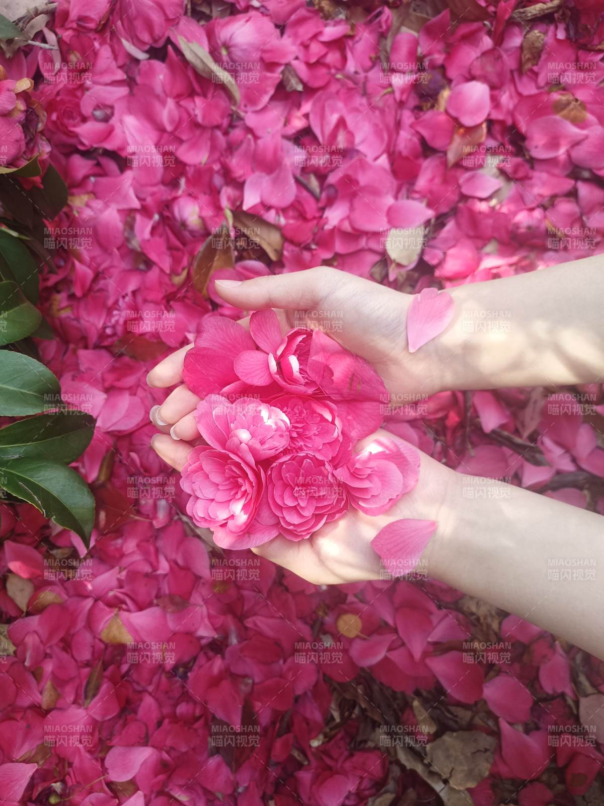 花瓣如雨 手中春色