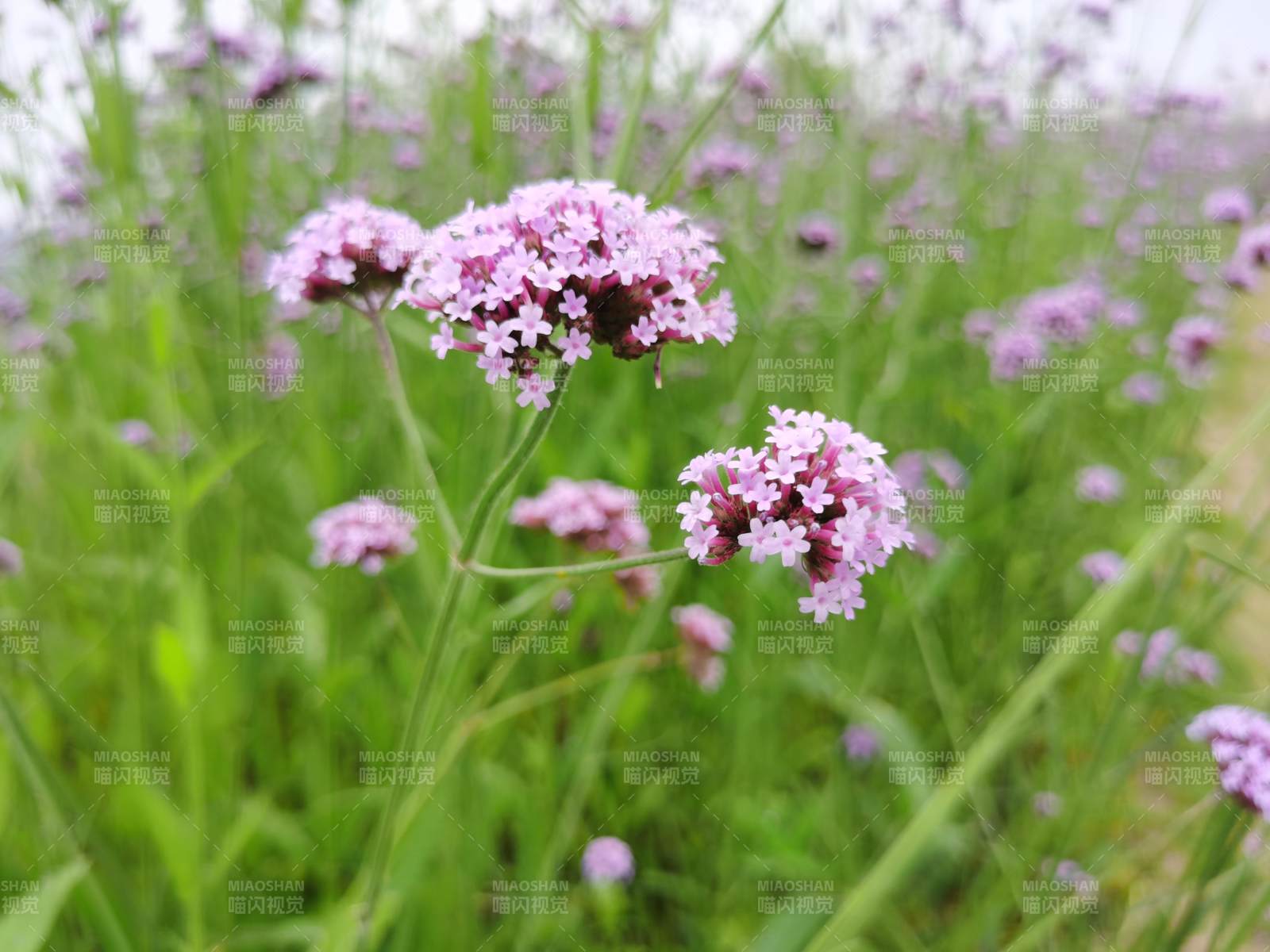 紫色花海