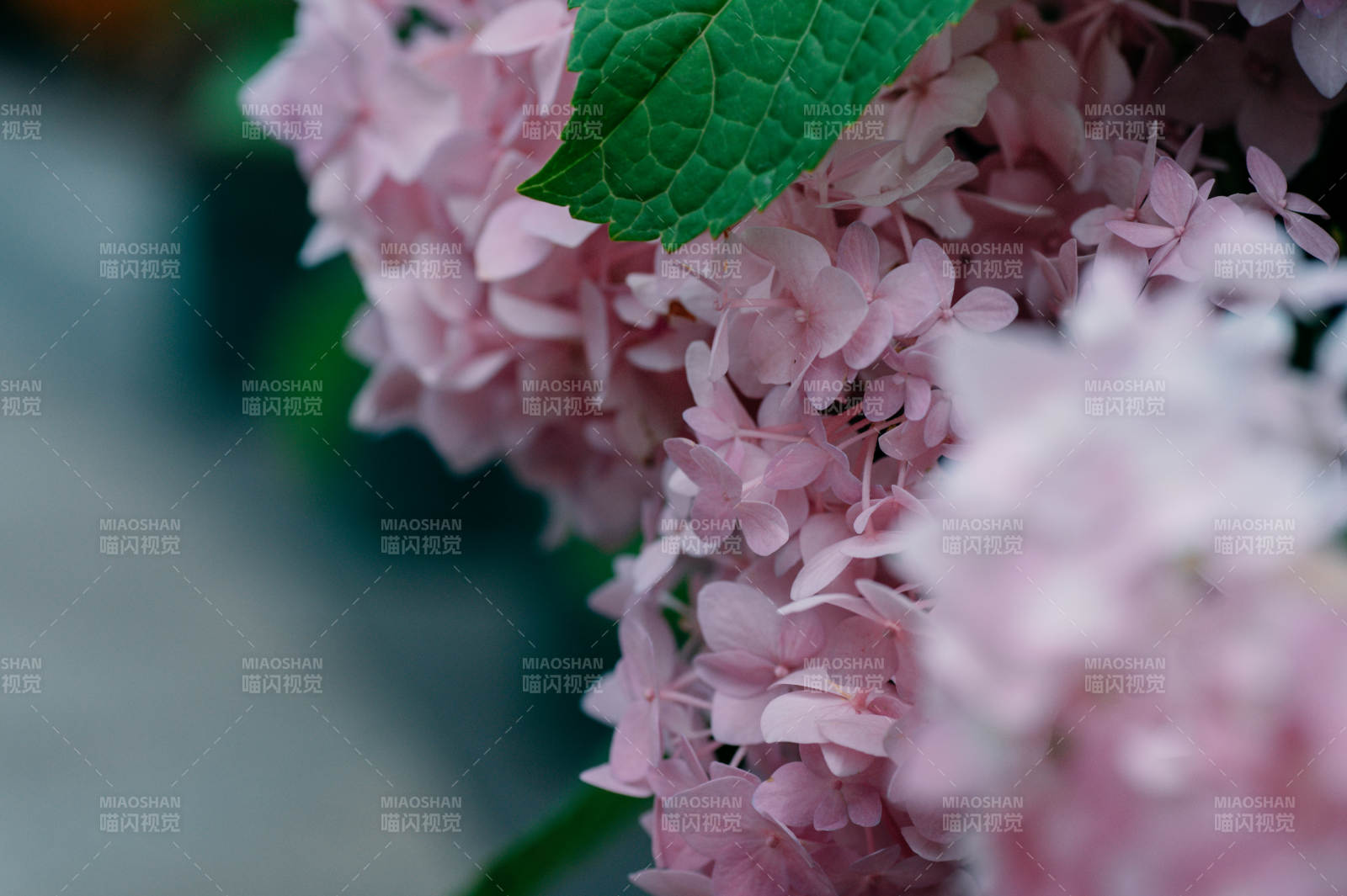 粉色繡球花特寫