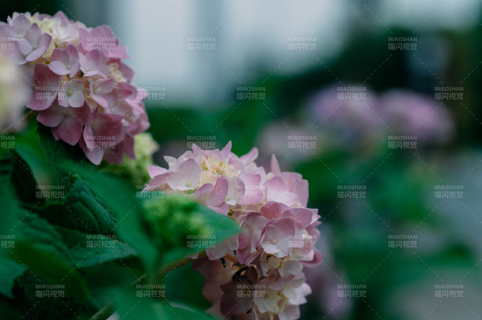 粉色繡球花的美麗瞬間