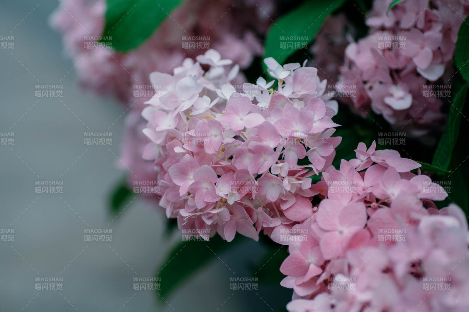 粉色繡球花的美麗