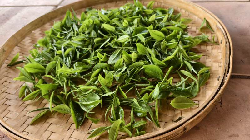 新鮮綠茶葉
