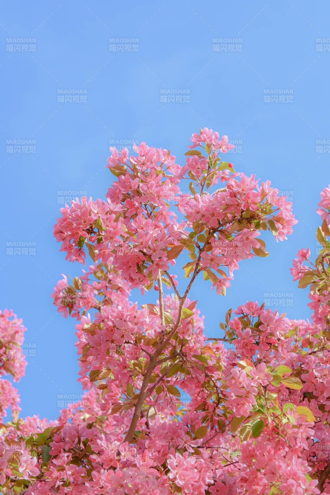 粉色花海藍天