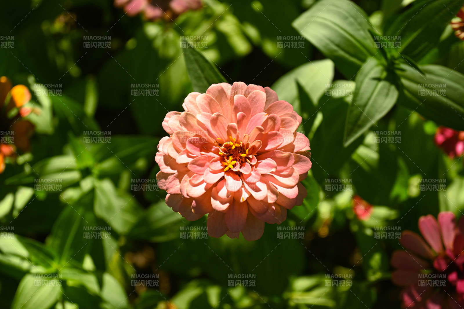粉色花朵綻放