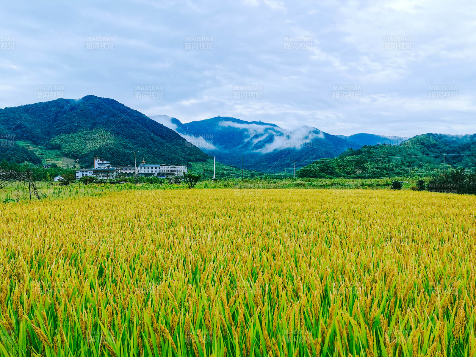 金黃稻田與遠山