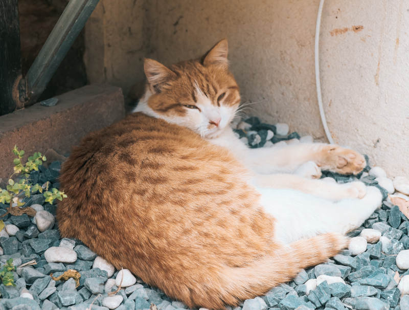 睡在石子上的猫