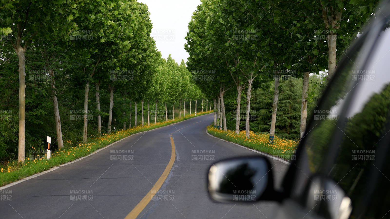 林蔭道上的汽車