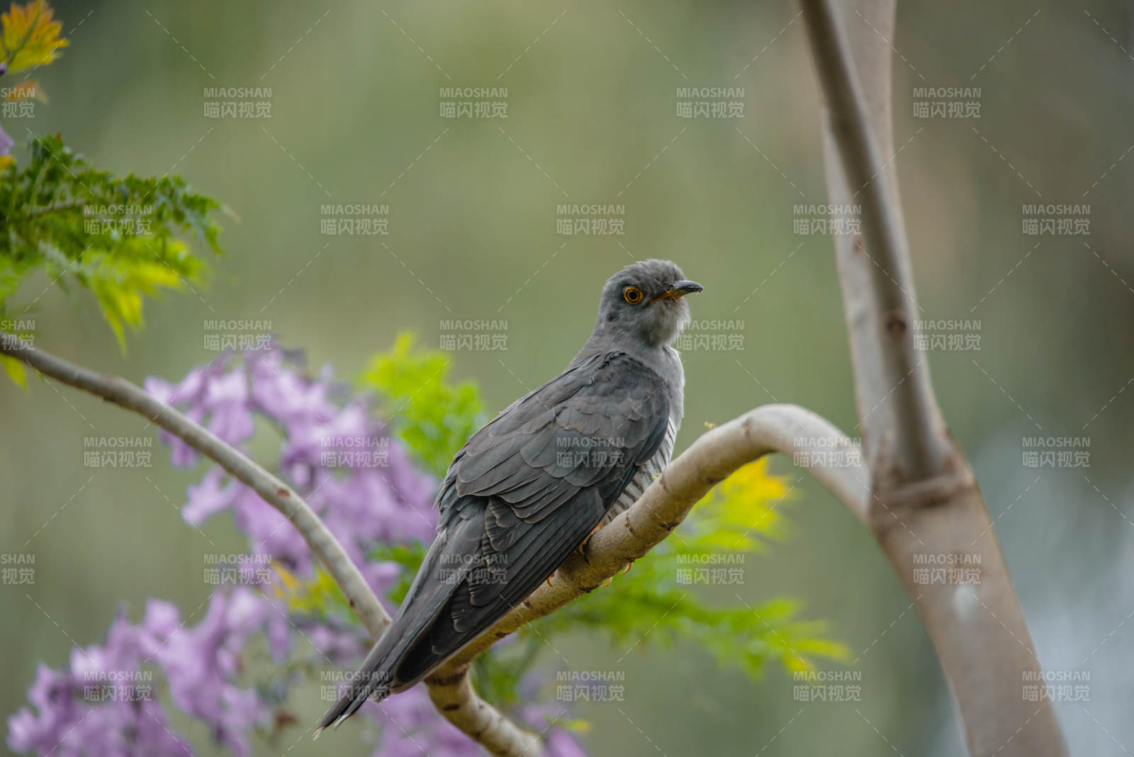 樹枝上的布谷鳥