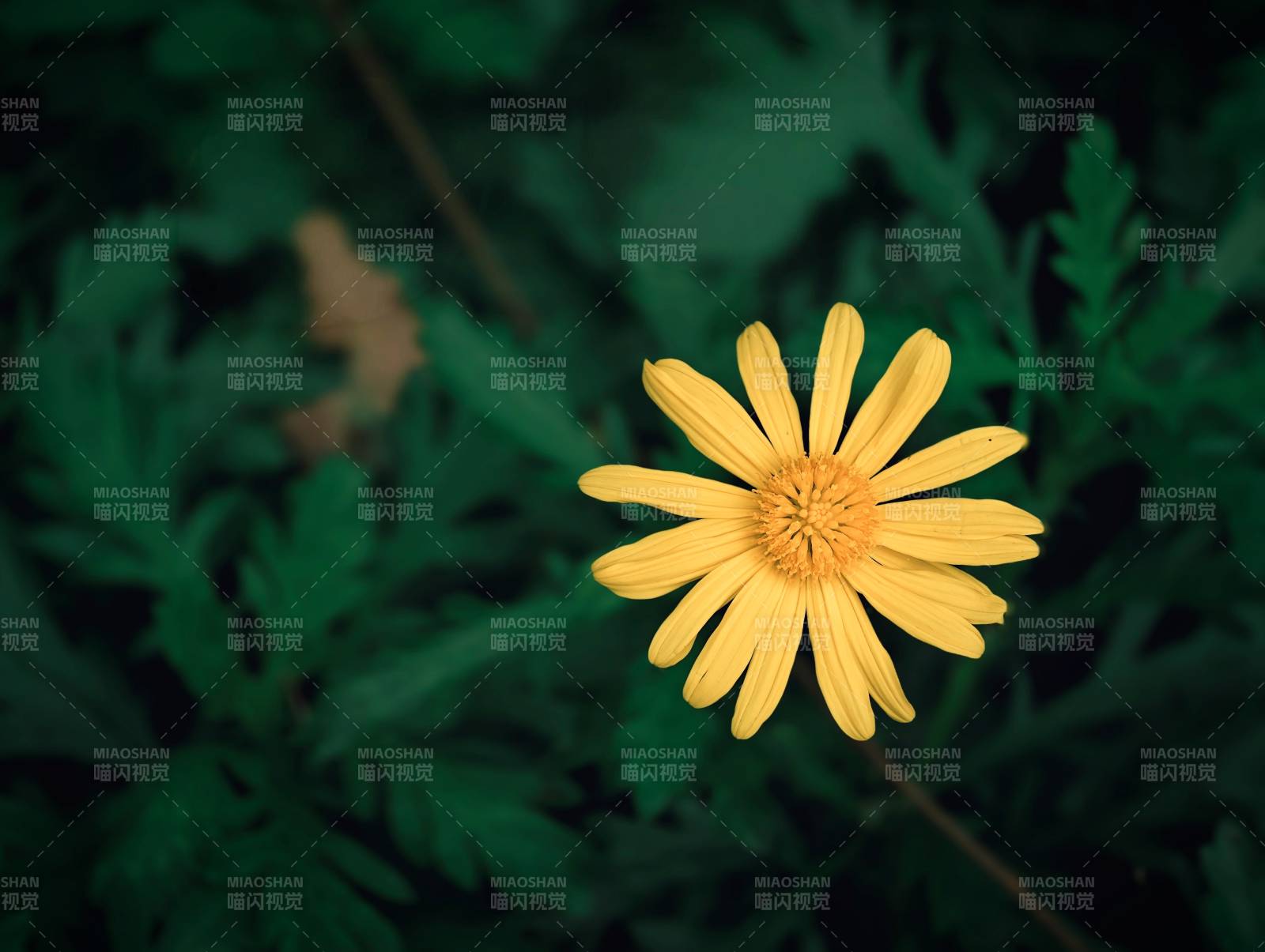 黃花綠葉