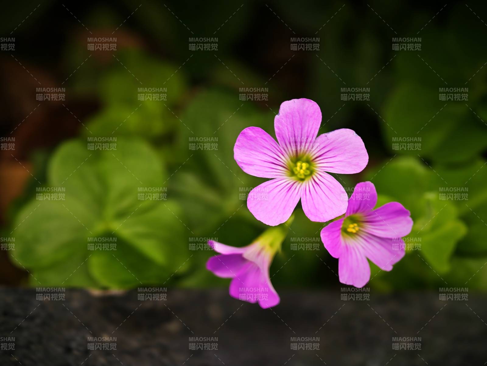 紫色小花與綠葉