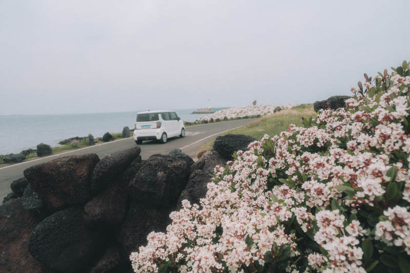 海边花路