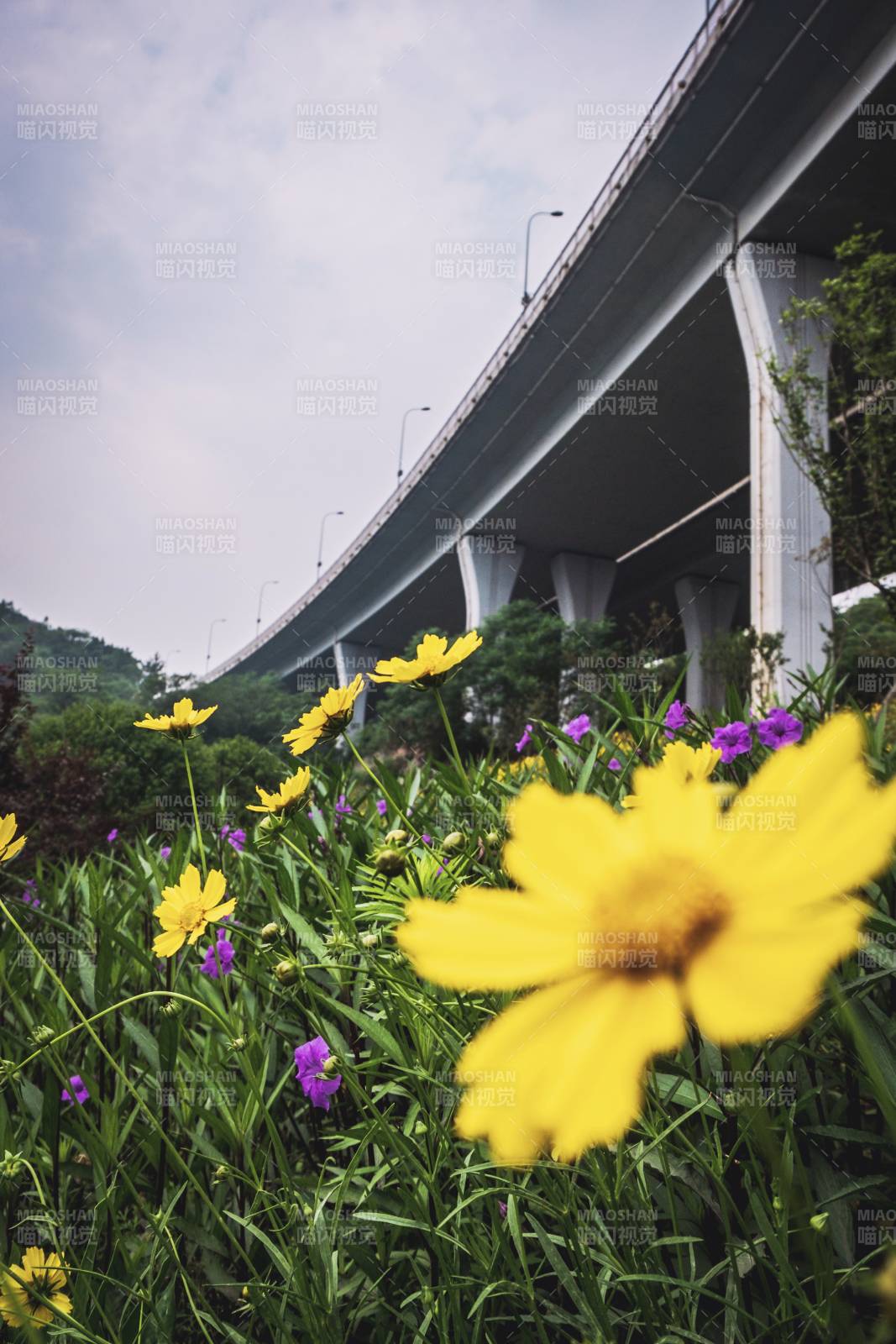 橋下花開