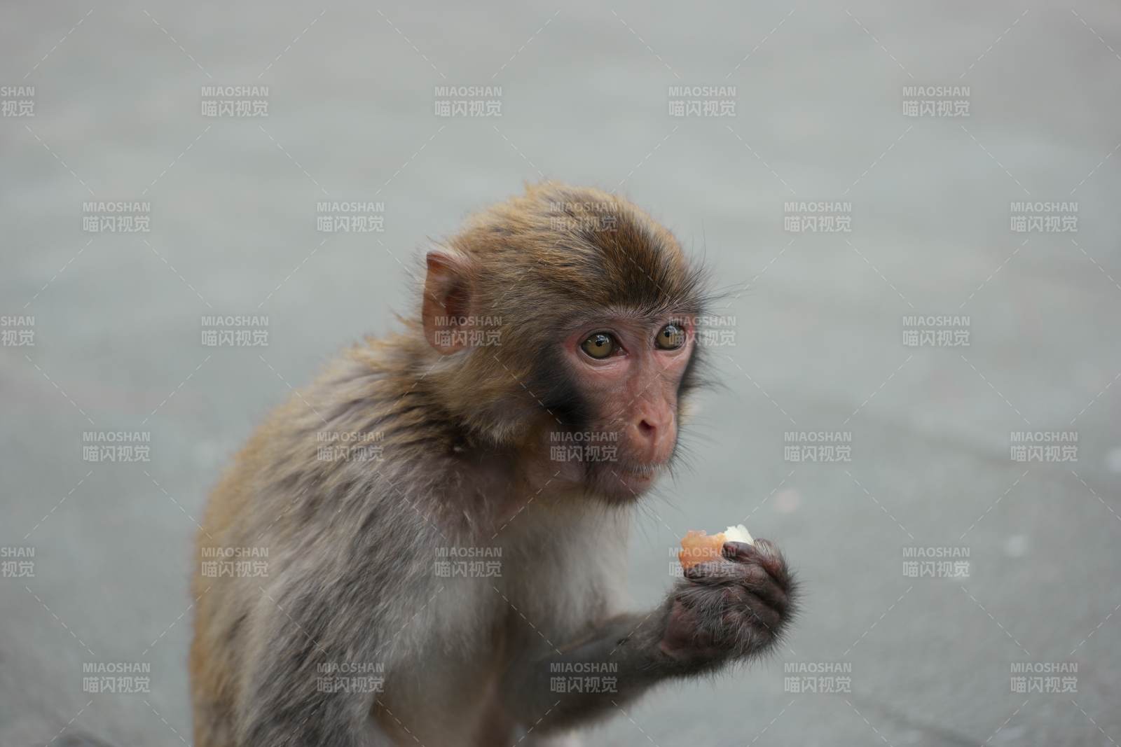 小猴進食