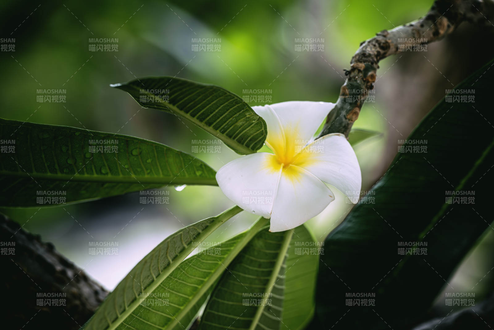 白花綠葉