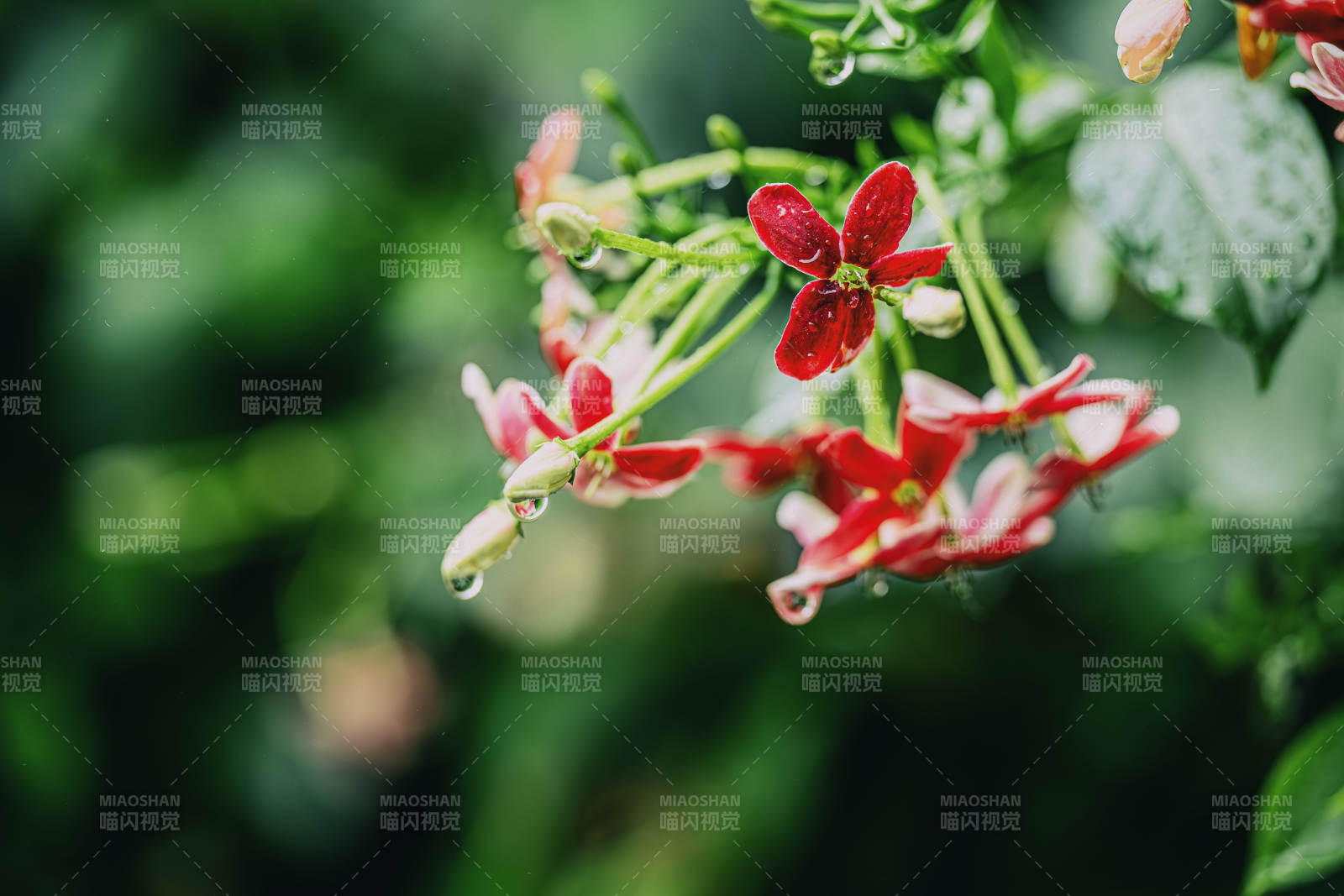 雨后紅花