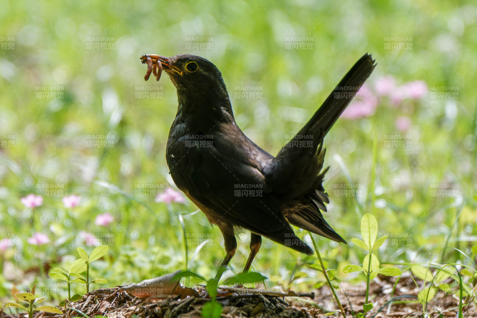 烏鶇覓食